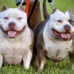 tri color bully dog