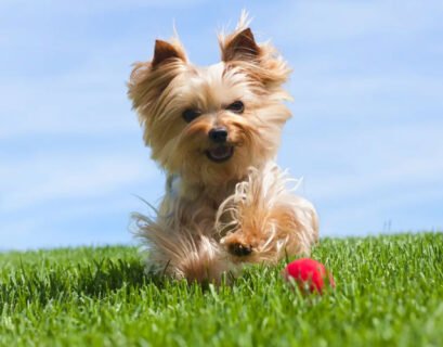 Yorkies playing in ground