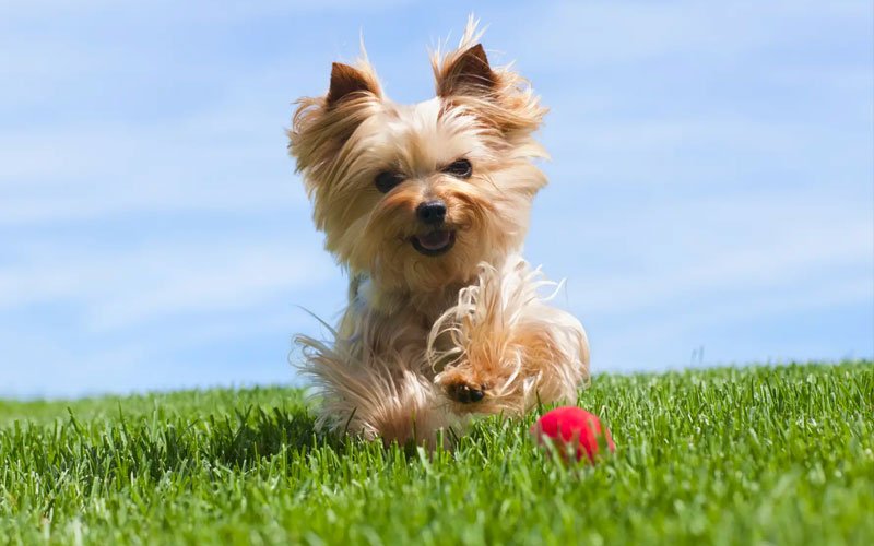 Yorkies playing in ground