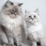 Grey Ragdoll Cat pair