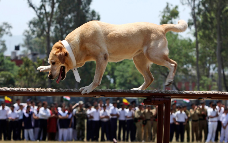 baray dog shows