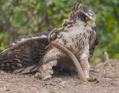 eagle hunting snake