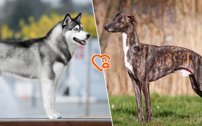 Greyhound Husky Mix