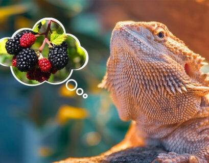 Bearded Dragons Eat Blackberries