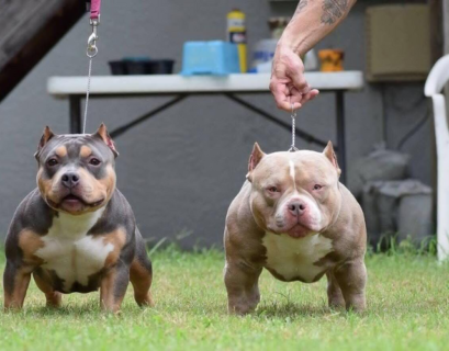 Micro Bully vs Pocket Bully