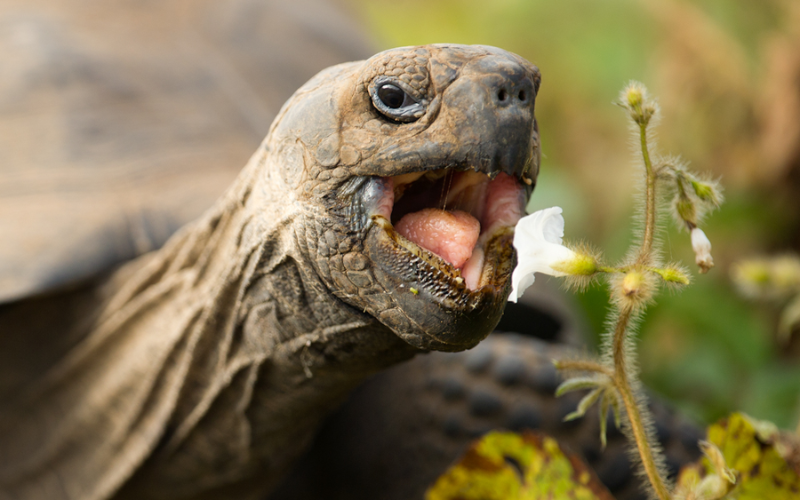 Do Turtles Have Teeth