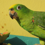 Can Parakeets Eat Watermelon