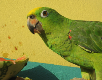 Can Parakeets Eat Watermelon