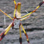 Banana Spider Florida