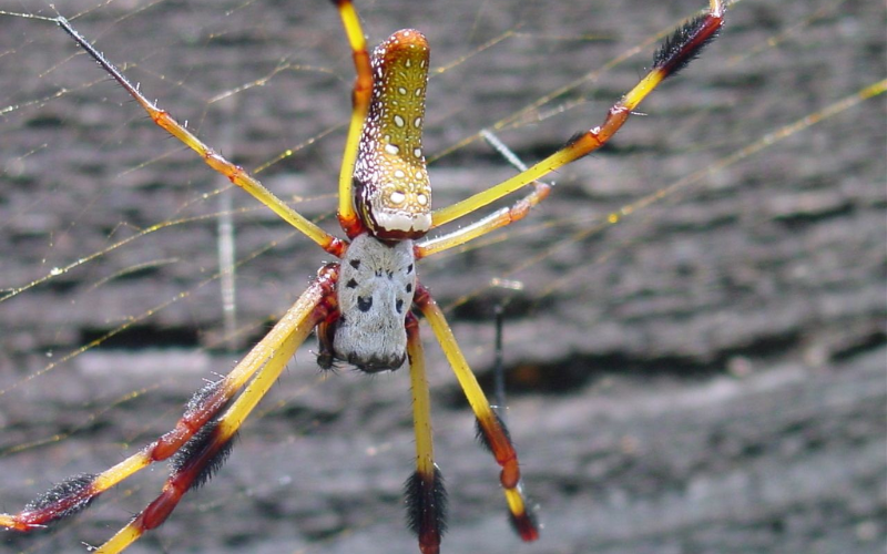 Banana Spider Florida