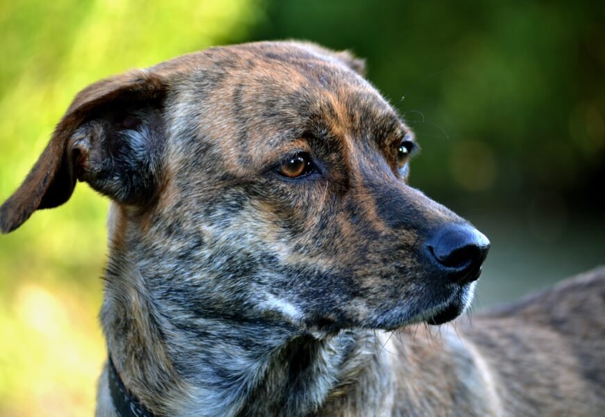 Brindle Dogs