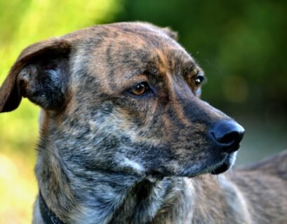 Brindle Dogs