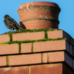 Birds In Chimney