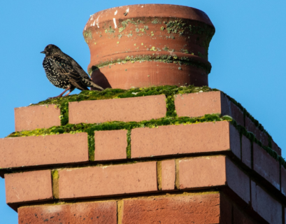 Birds In Chimney