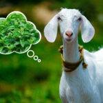 can goat eat mint