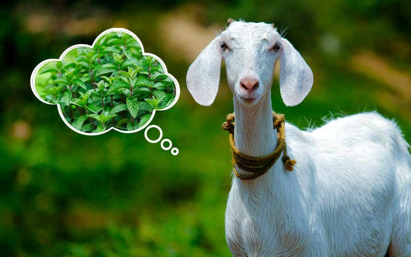 can goat eat mint