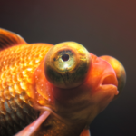 big eyeball goldfish