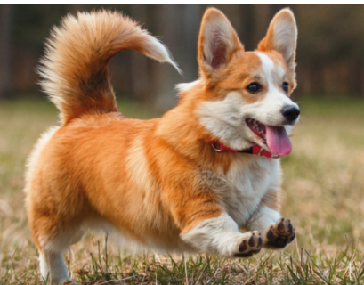 Blue Heeler Corgi Mix