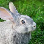 Rabbits Eat Dragon Fruit