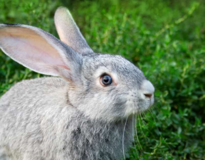 Rabbits Eat Dragon Fruit