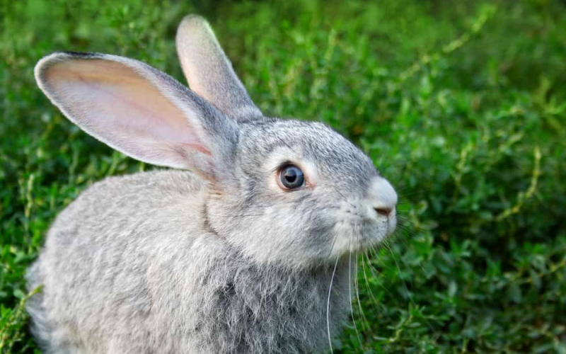 Rabbits Eat Dragon Fruit