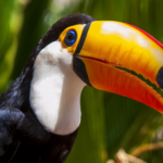 birds with orange beak