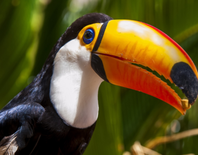 birds with orange beak