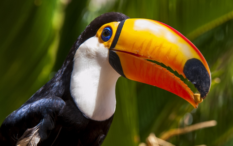 birds with orange beak