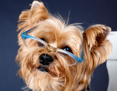 teddy bear yorkie haircuts