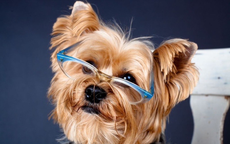 teddy bear yorkie haircuts