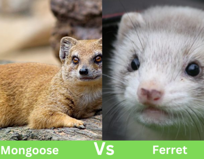 Mongoose Vs Ferret