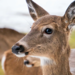 A close-up image of a Spike Deer, showcasing its distinctive reddish-brown coat, large ears, and unbranched antlers.