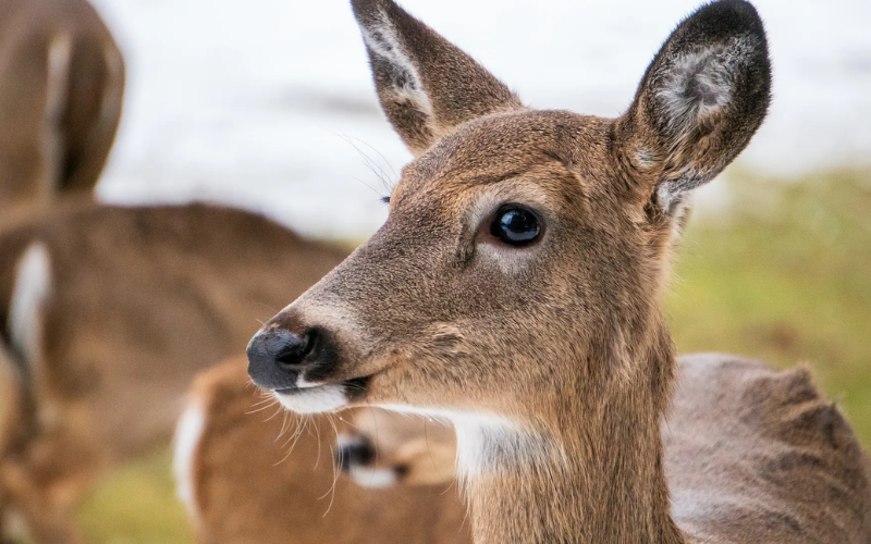 A close-up image of a Spike Deer, showcasing its distinctive reddish-brown coat, large ears, and unbranched antlers.