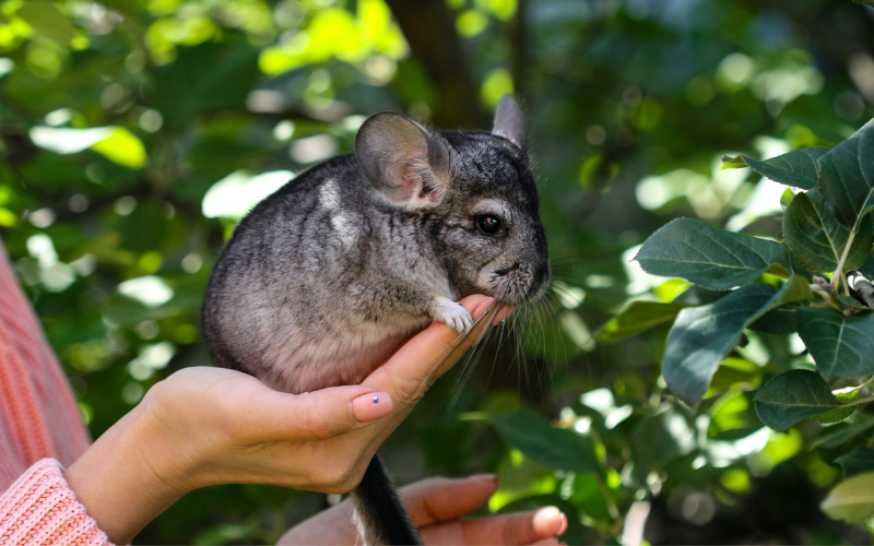 gold bar chinchilla