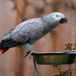 Beautiful African Grey Parrot perched on a stand