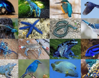 A mesmerizing array of toned blue animals, highlighting the diversity of nature's colors.