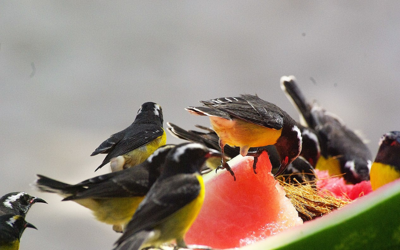 Do birds like watermelon?