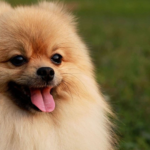 Do Pomeranians shed