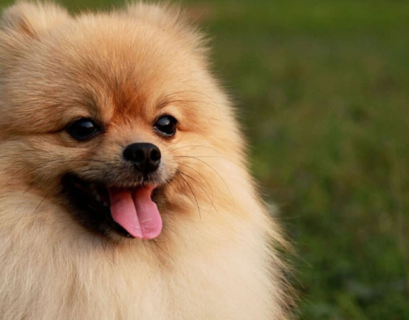 Do Pomeranians shed