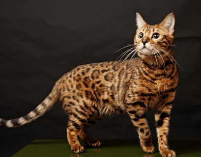 A Bengal cat with distinct markings lounging on a window sill.