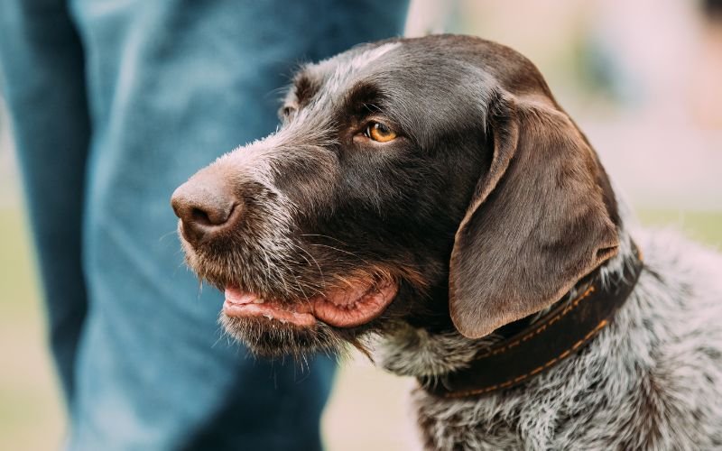 Caring For Your Blue German Shorthair Pointer