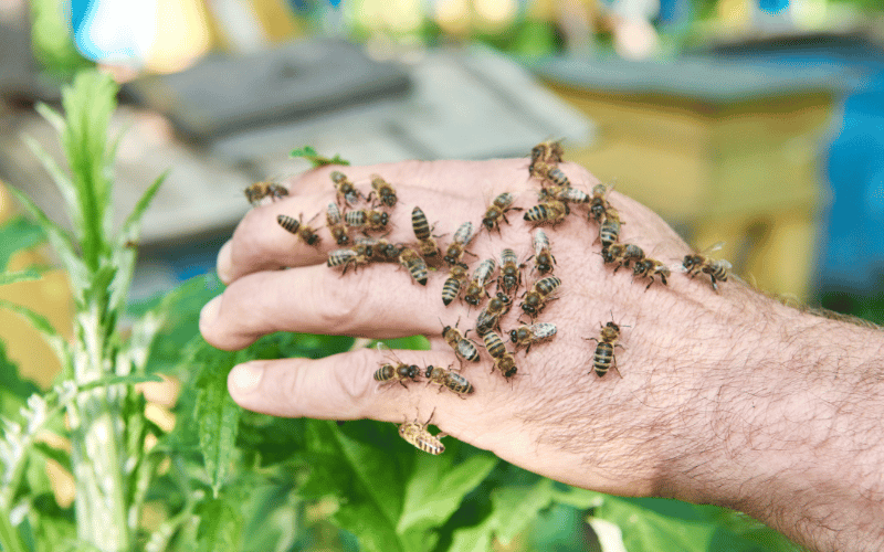 Experimenting with Boric Acid and Digger Wasps