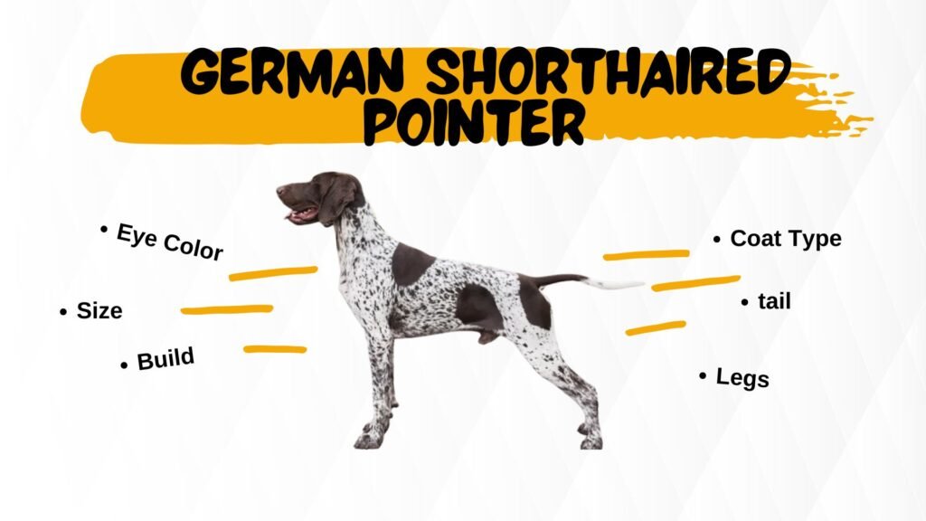 What is a Blue German Shorthaired Pointer?