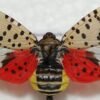 Vietnam Cambodia New Lanternfly Species