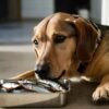 can dogs eat sardines in olive oil