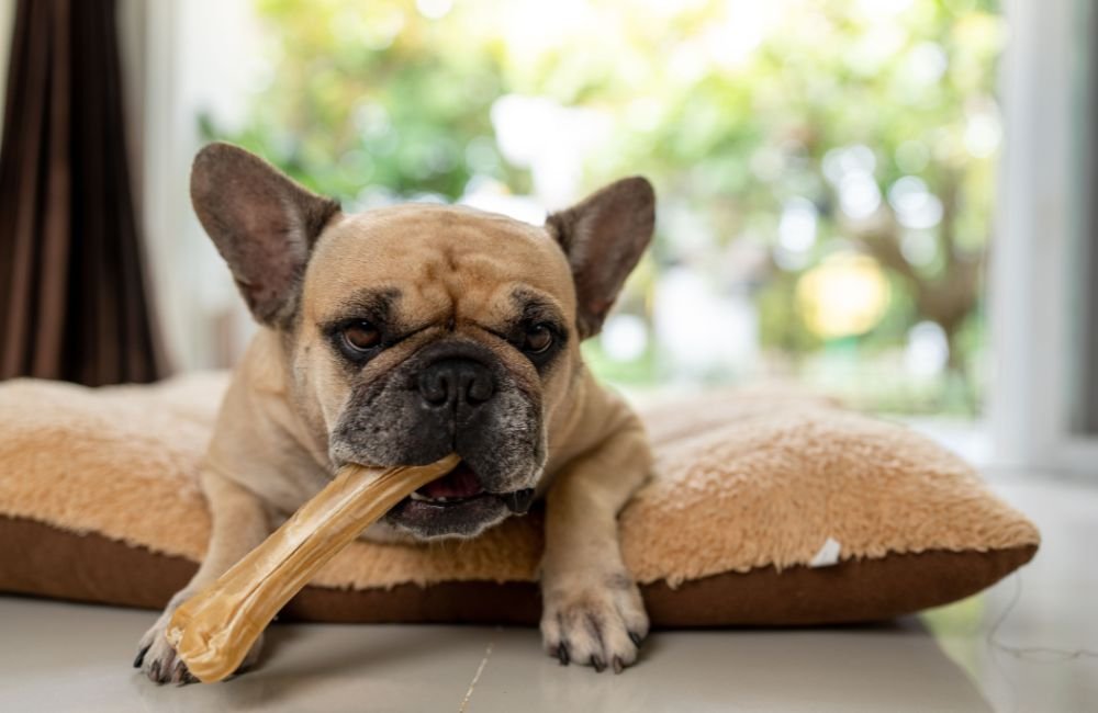 Is It Safe for Dogs to Chew on Benebones? 