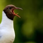Do Birds Have Tongues