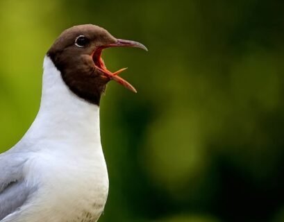 Do Birds Have Tongues