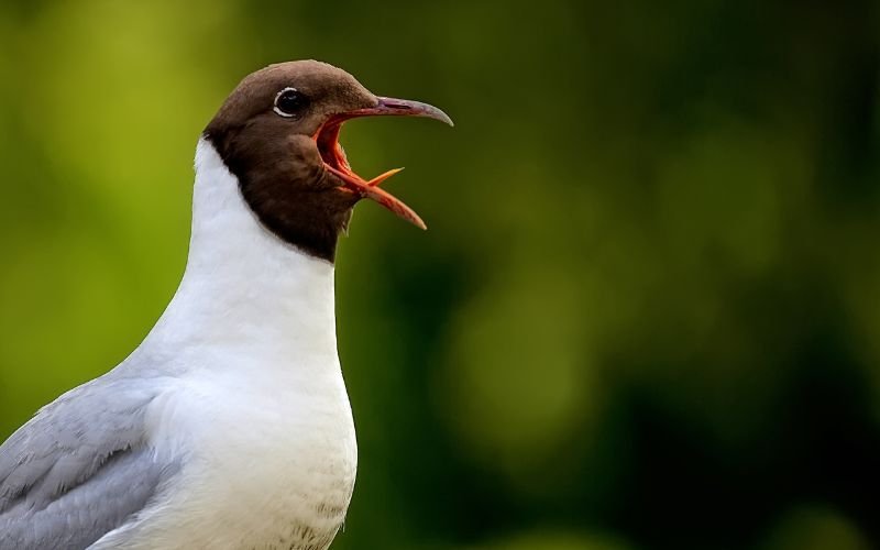 Do Birds Have Tongues