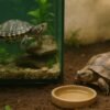Do Turtles Need Water?